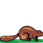 How to pronounce Biewer