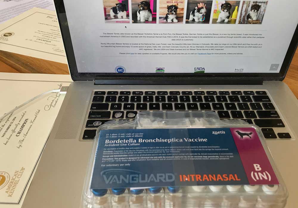 Kennel Cough Vaccine