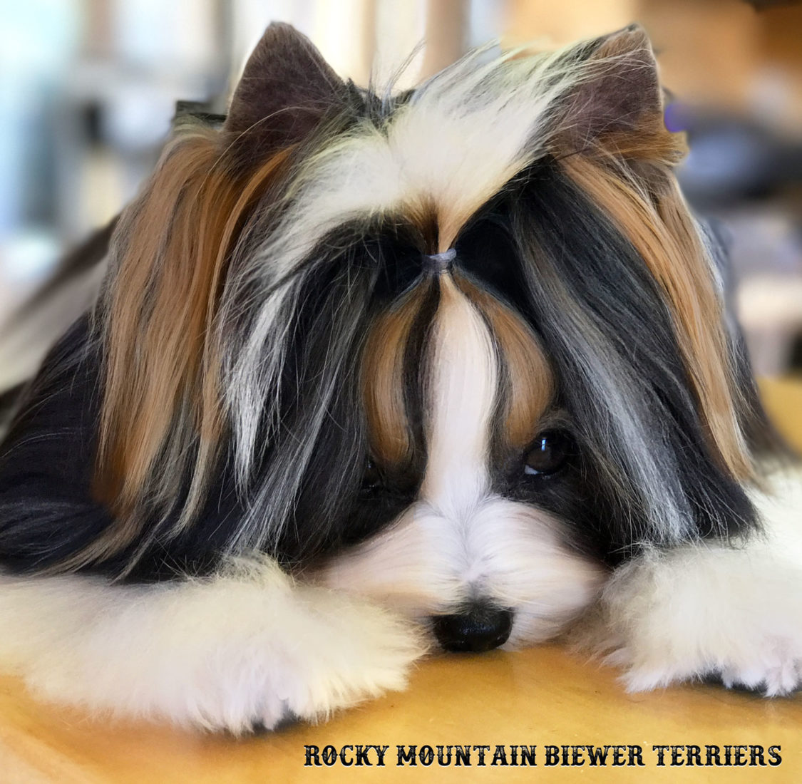 Knotless Hair Wrap Clear Color