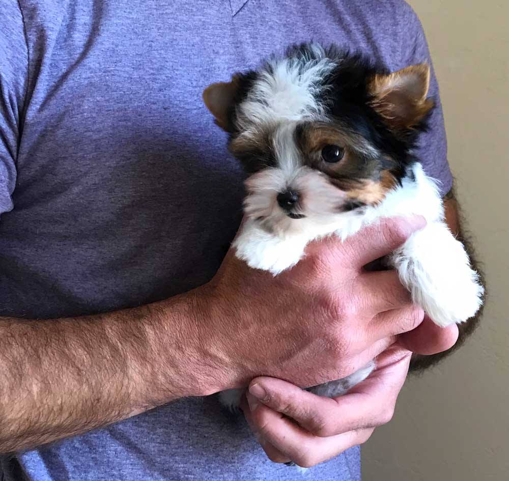 Small Biewer Terrier Puppy