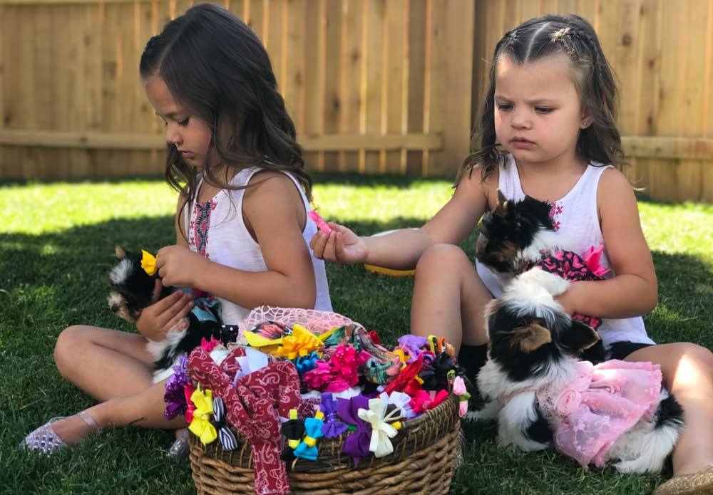 Girls playing with Biewer Terrier Puppies