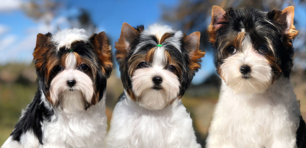 Biewer Terrier Training