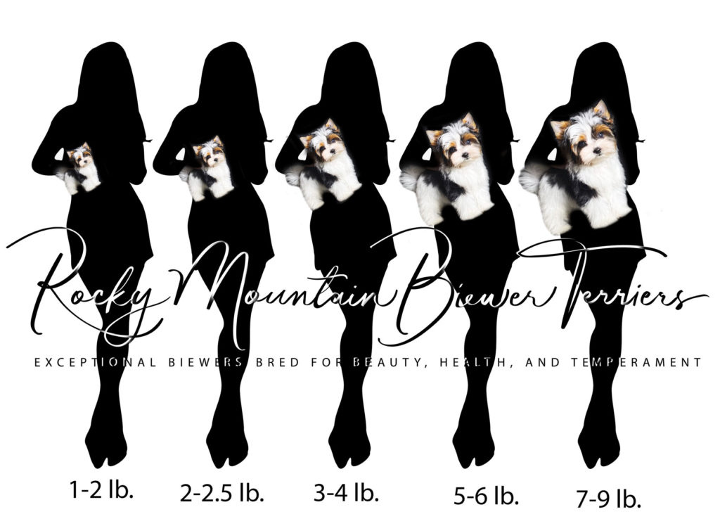 Biewer Terrier Size Chart