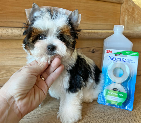 Biewer Puppy Ear taping