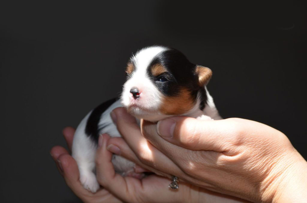 responsible dog breeder