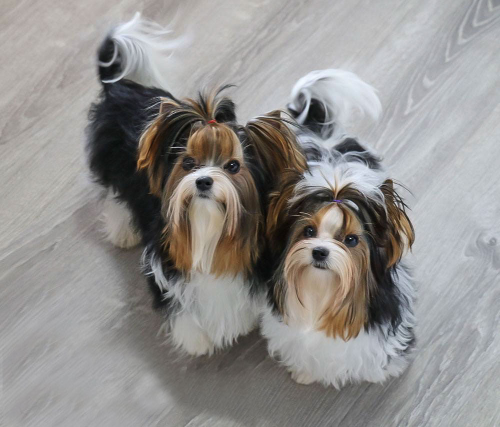 Priority Deposit for a Biewer Terrier Puppy - Image 3