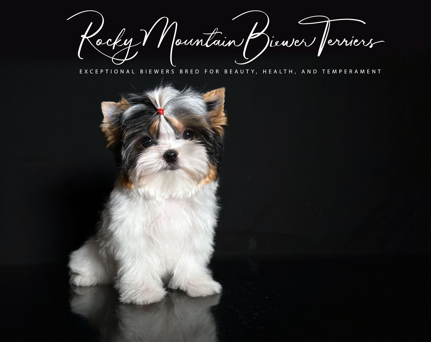 Available Biewer Terrier Puppies