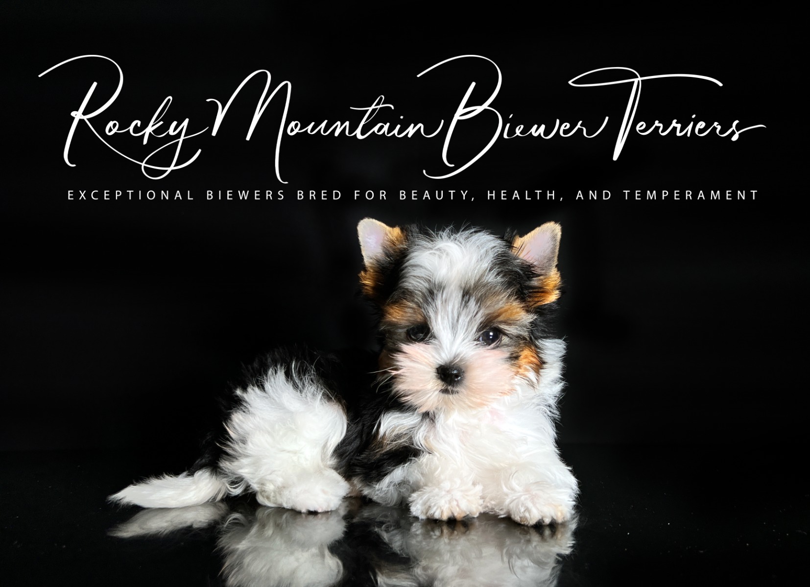 Available Biewer Terrier Puppies