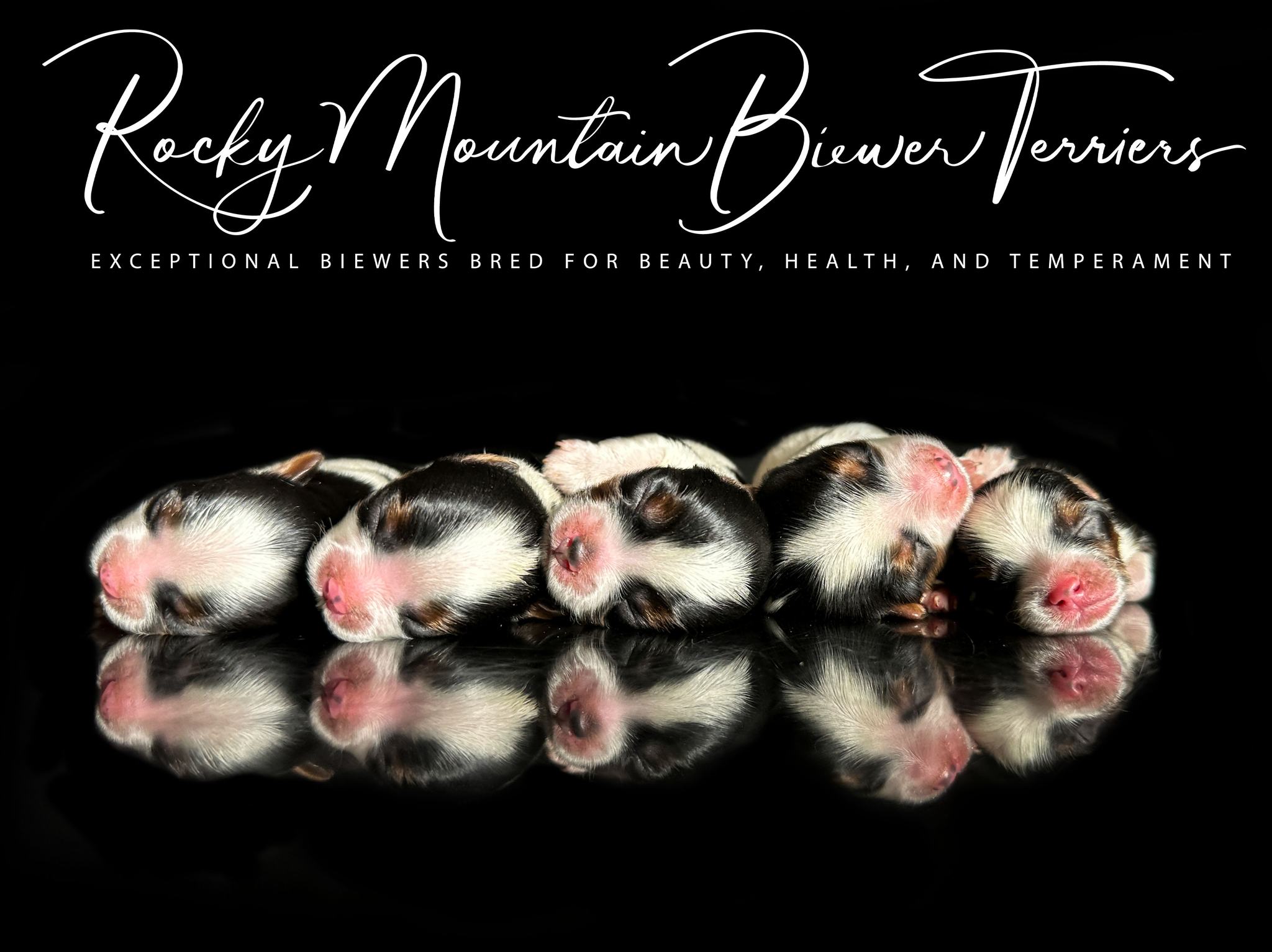 Available Biewer Terrier Puppies