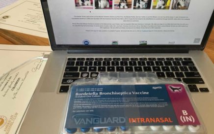 Kennel Cough Vaccine