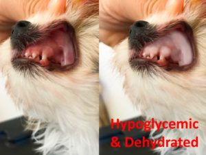 Hypoglycemic Biewer Terrier Puppy