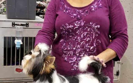 Biewer Show Grooming Rocky Mountain's Miss Lola show grooming