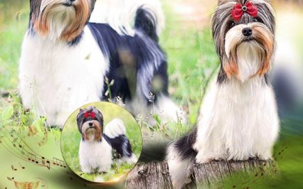 Donny - Irish Jazz Dzhaga-Dzhaga