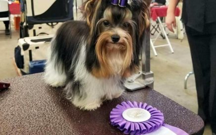 Rocky Mountain's Sir Remington wins BOB