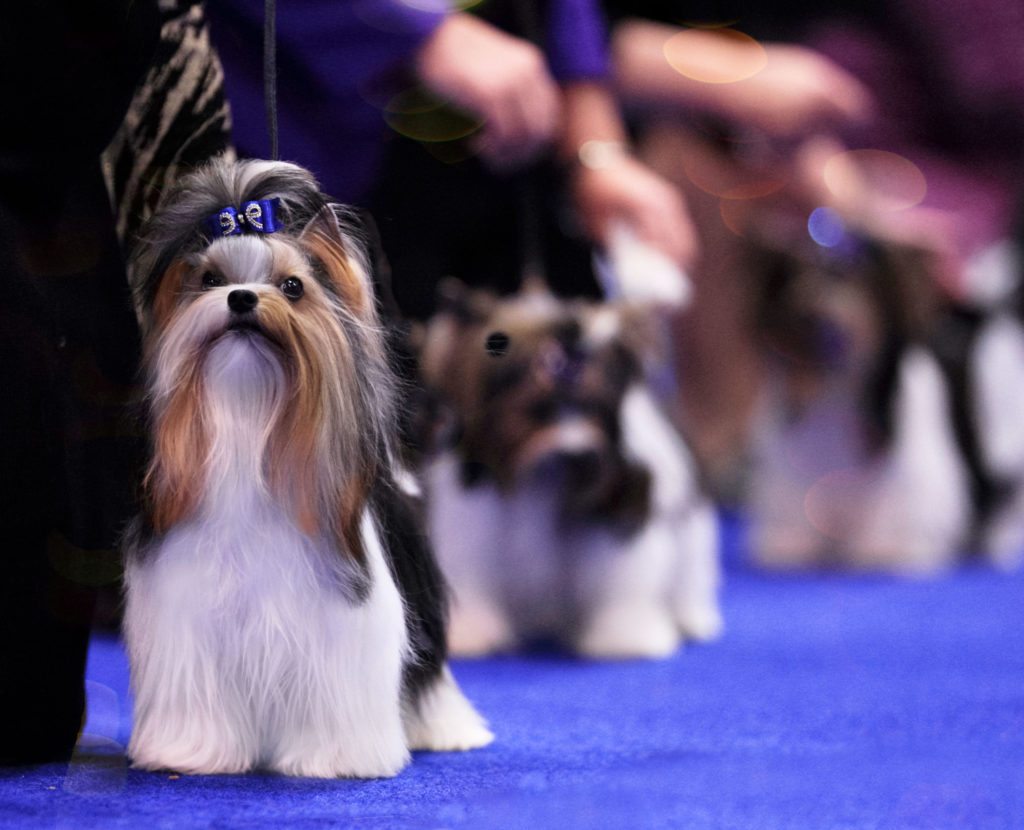 Best in Show Biewer Terrier Donny 2019 Orlando