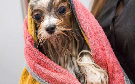 Biewer Terriers Grooming