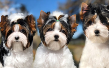 Biewer Terrier Training Tips