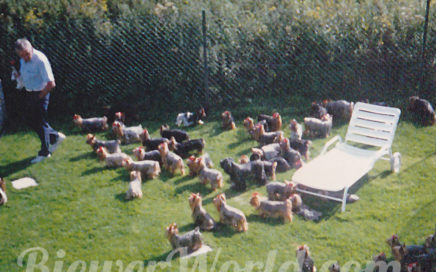 Werner and the Yorkies in the yard