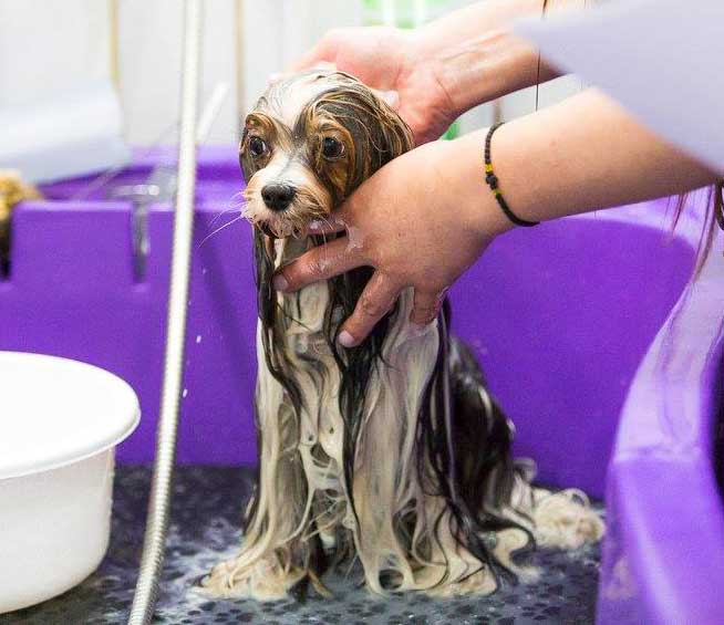 Biewer Terrier Grooming Biewer Terrier Grooming