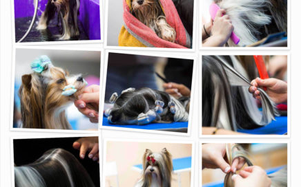 Biewer Terrier Show Grooming