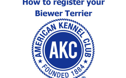 How to register your Biewer Terrier with AKC