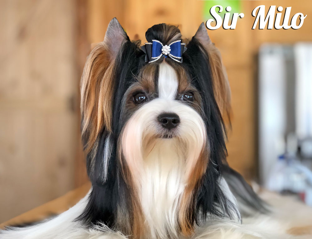 Biewer Terrier Puppy Girl Lady Ava - Image 9