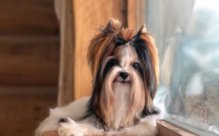 CH KOSTBAR SCHATZ TONY GUY CGC, CGCA, TKN