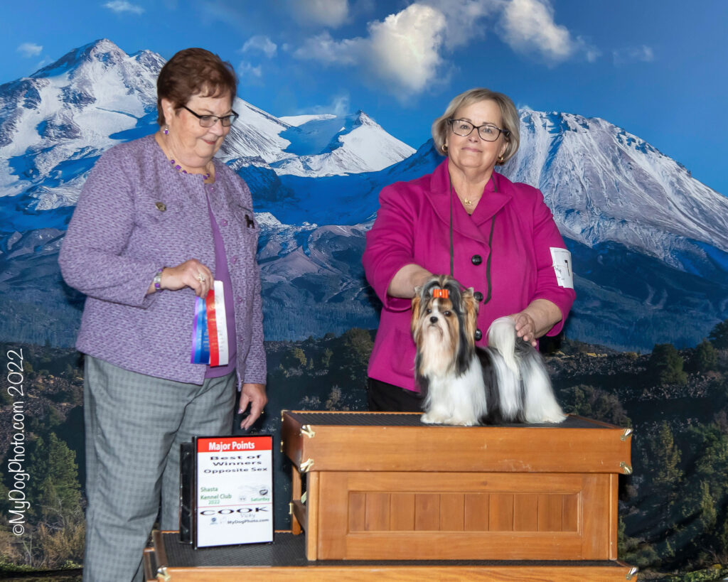 Biewer Terrier Rocky Mountain's Just Follow Me with Pat Fernandes 2022