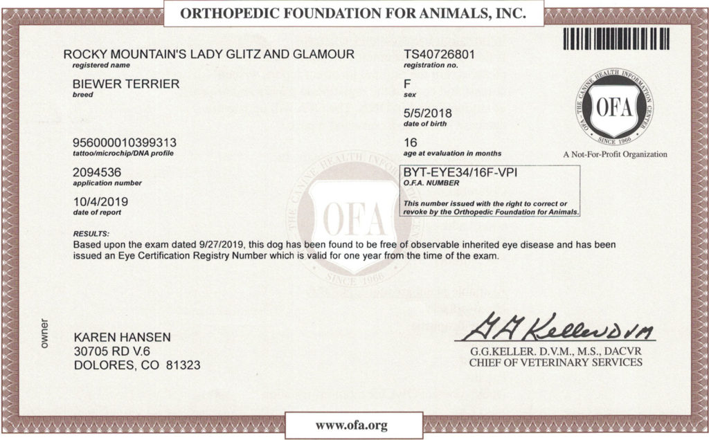 Biewer Terrier OFA Eye (CERF) Certification Rocky Mountain's Lady Glitz and Glamour