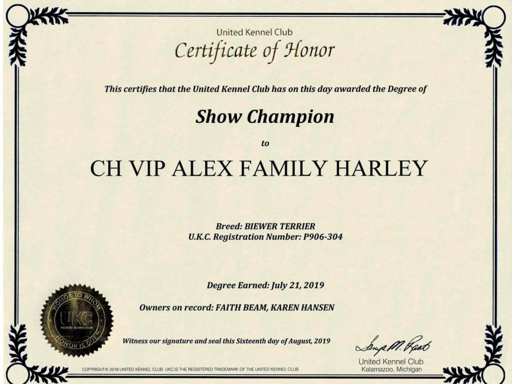 Biewer Terrier