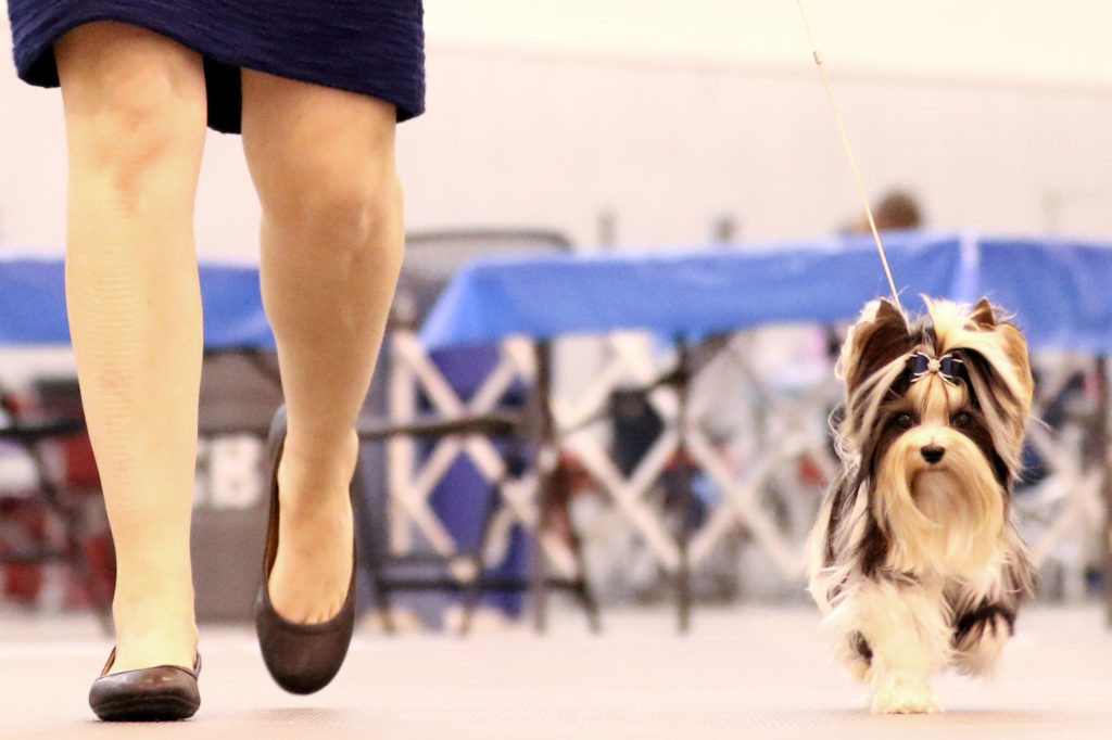 Biewer Terrier Rocky Mountain's Lady Dolly 2019