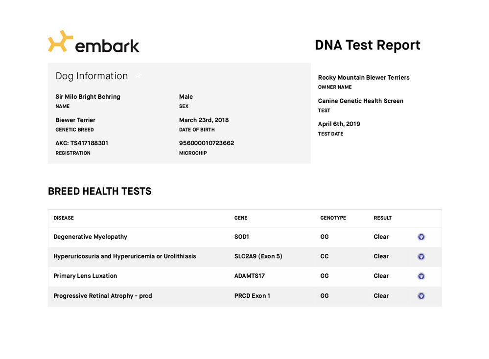 Biewer Terrier OFA Test Report