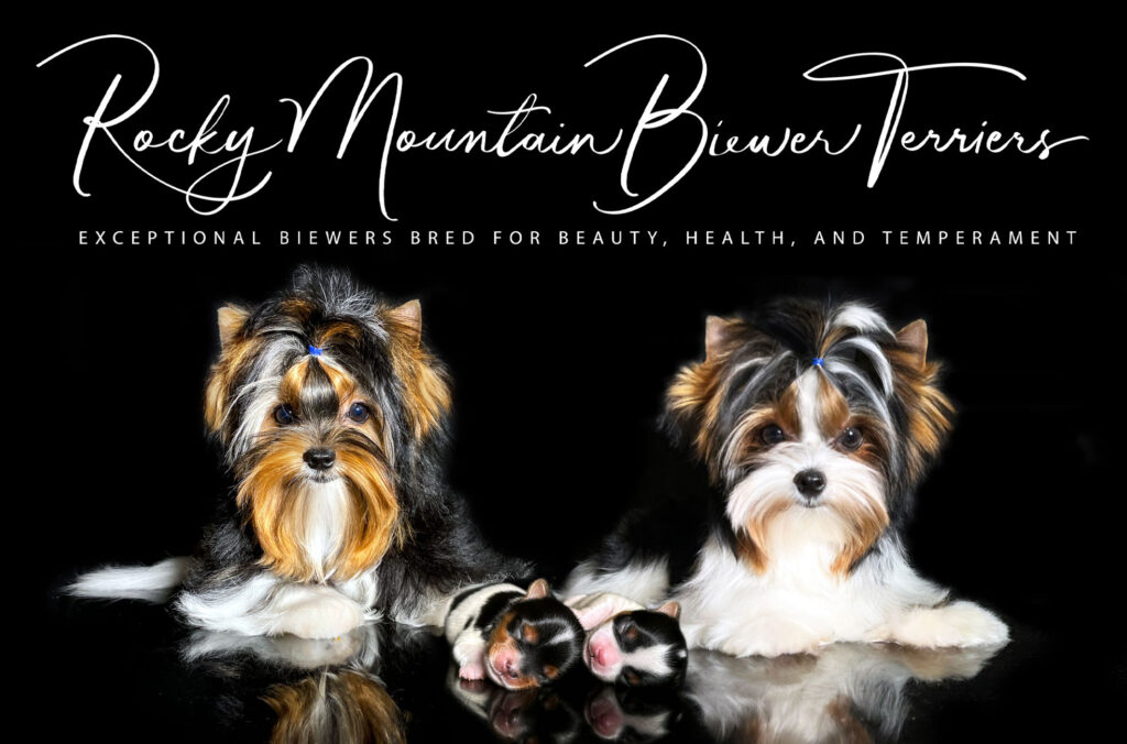 Biewer Terrier