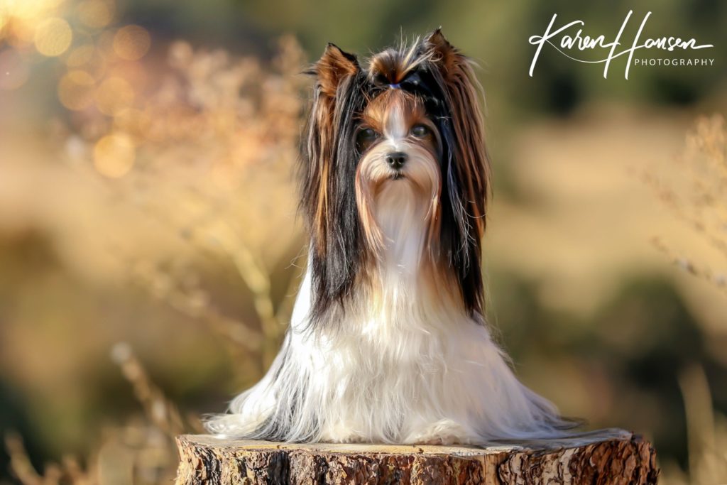 Champion Biewer Terrier Sir Milo