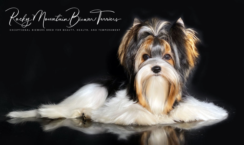 Biewer Terrier Rocky Mountain's Sir Zander CGCA CGCU TKI