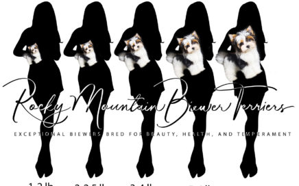 Biewer Terrier Size Chart