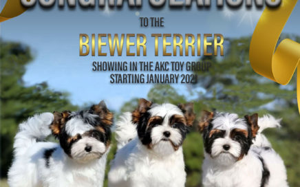 Biewer Terrier moving to Toy Group