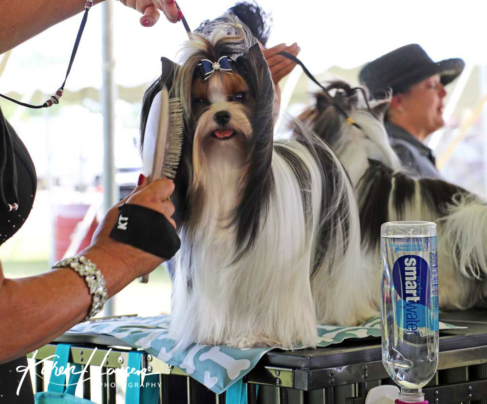 Biewer Terrier Puppy Girl Lady Ava - Image 5