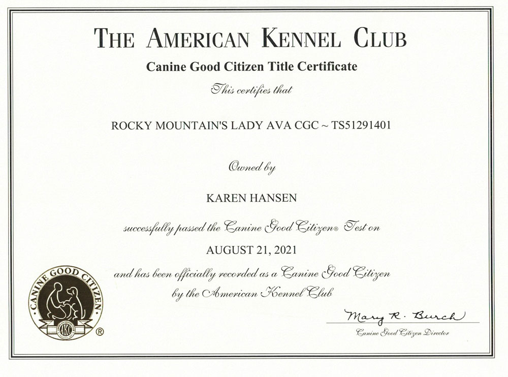 Biewer Terrier Puppy Girl Lady Julia - Image 11