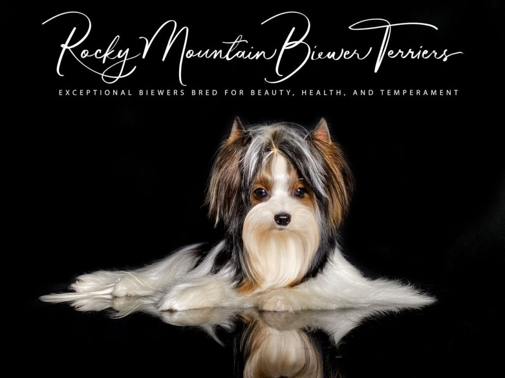 Biewer Terrier Rocky Mountain's Sir Zachery CGC TKN