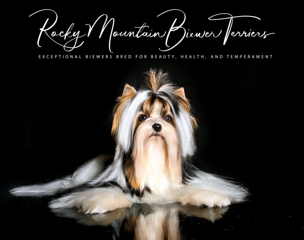 Biewer Terrier CH Rocky Mountain's Just Follow Me CGCA TKI