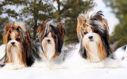 Biewer Terrier Color Genetics.