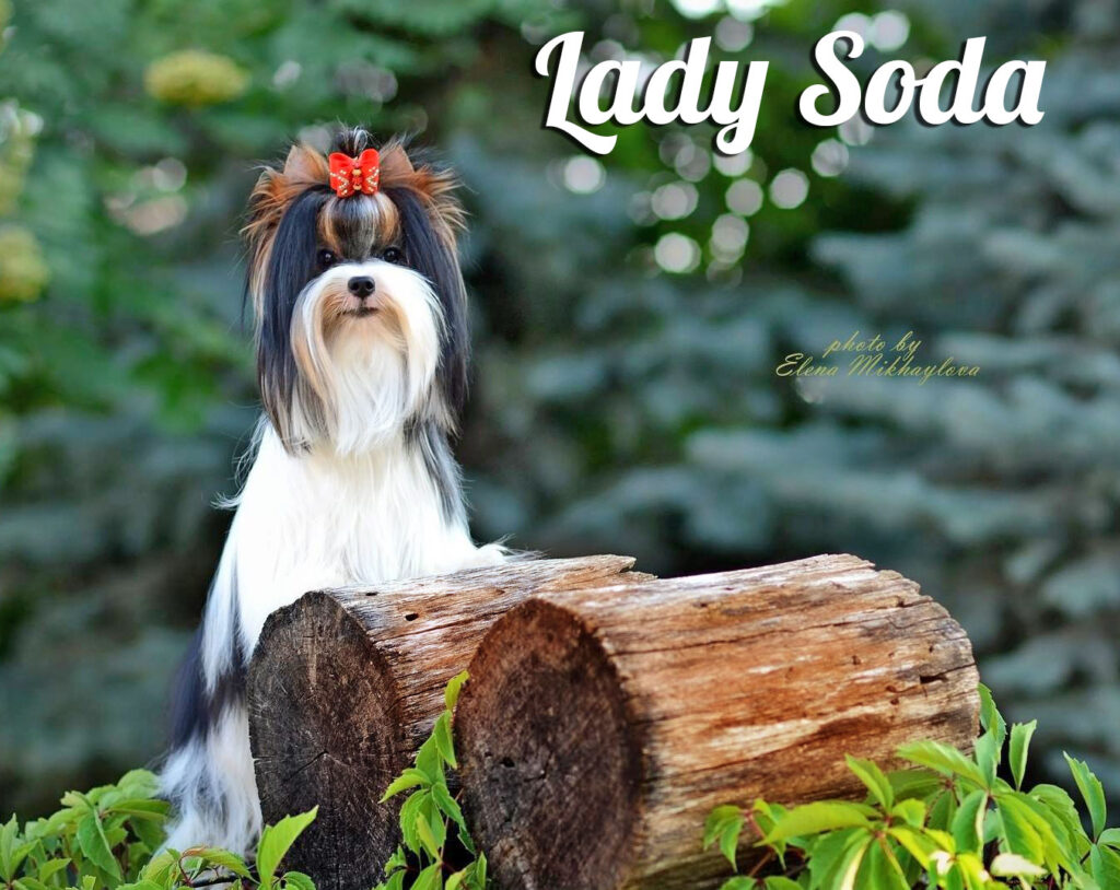 Biewer Terrier CH Haus Black Bist Roksolana