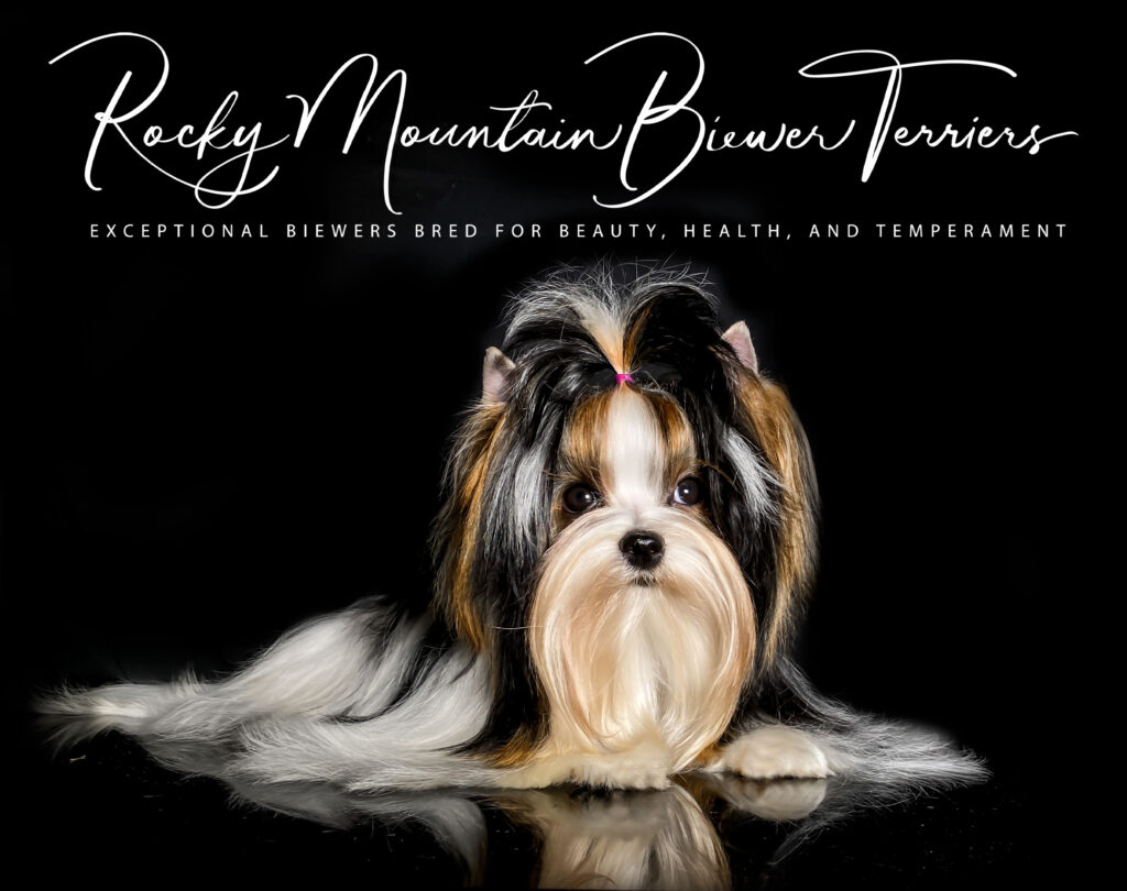 Biewer Terrier Rocky Mountain's Lady Gina CGC TKN
