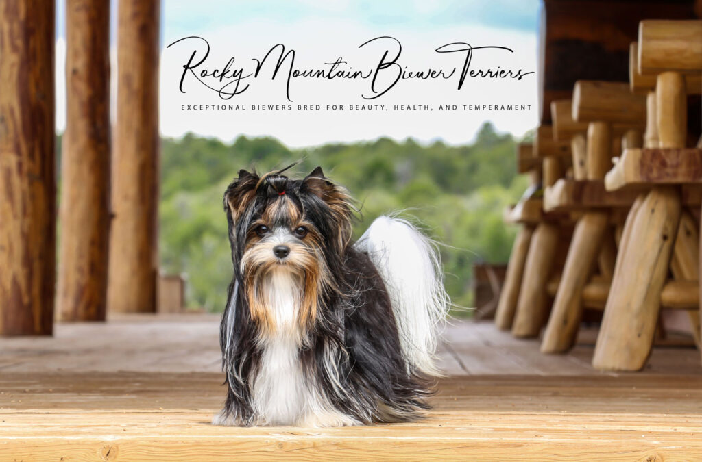 Biewer Terrier