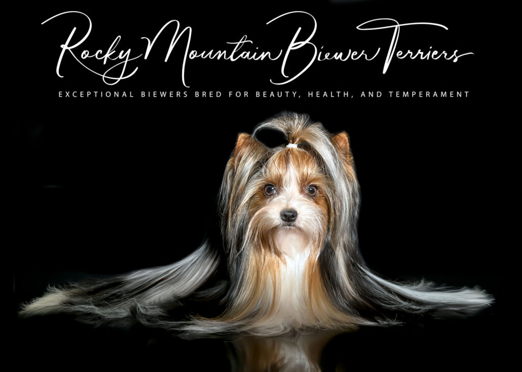 Biewer Terrier Rocky Mountain's Adios Colorado