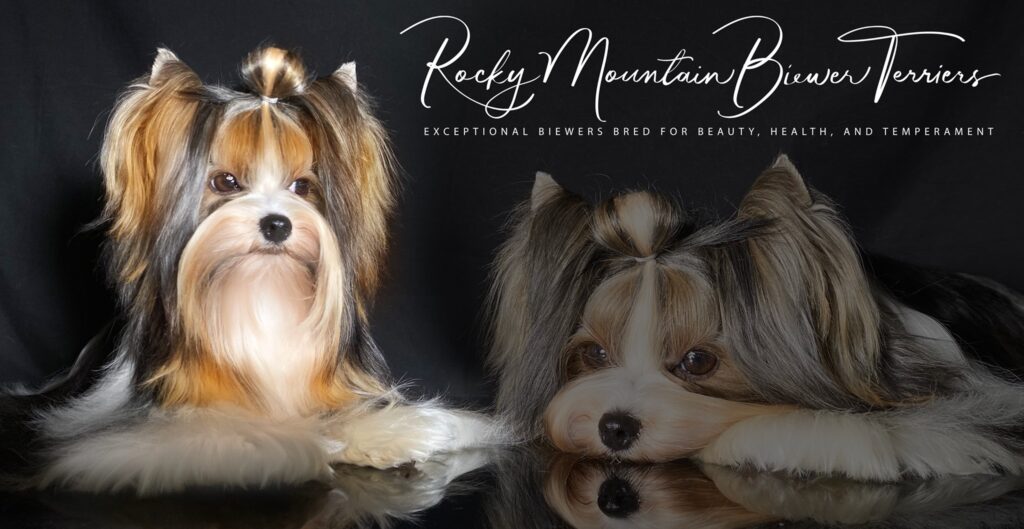 Biewer Terrier CH Rocky Mountain's Lady Tinka CGCA TKI