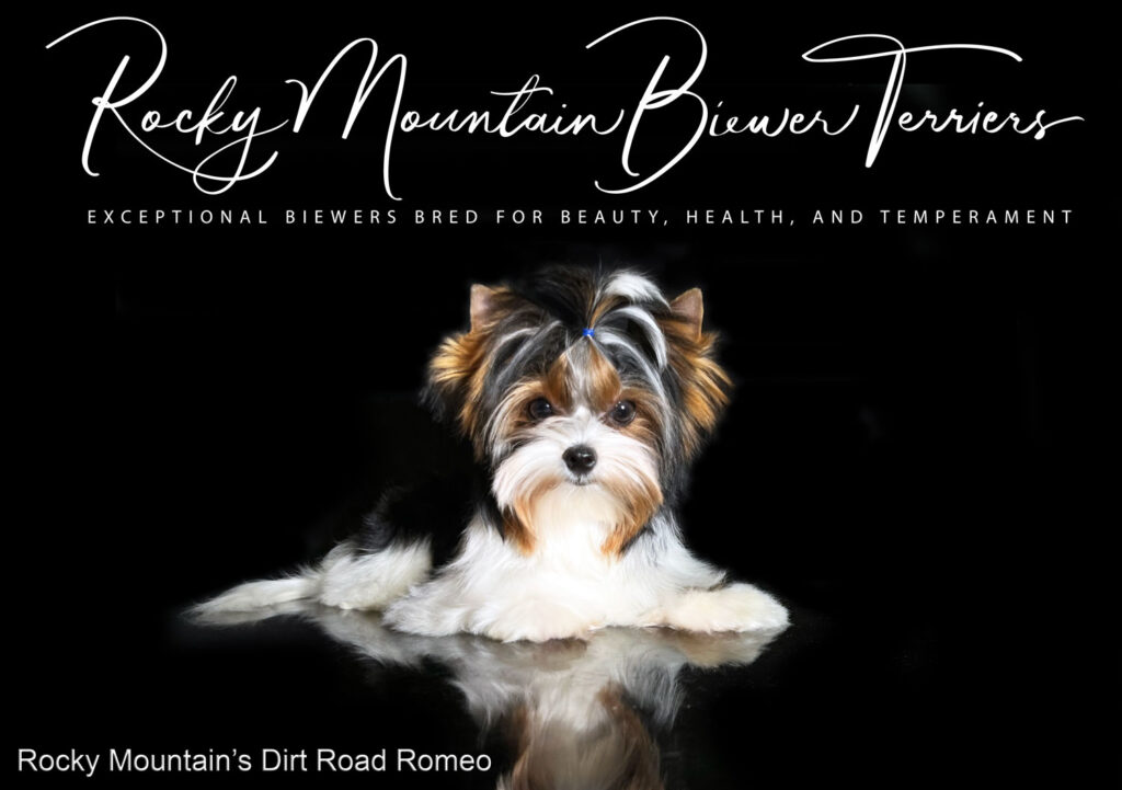 CH Rocky Mountain's Dirt Road Romeo