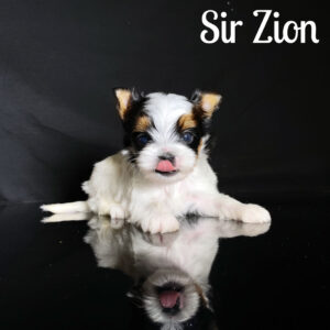 Zion Biewer Puppy