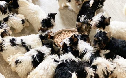 Eating Biewer Puppies